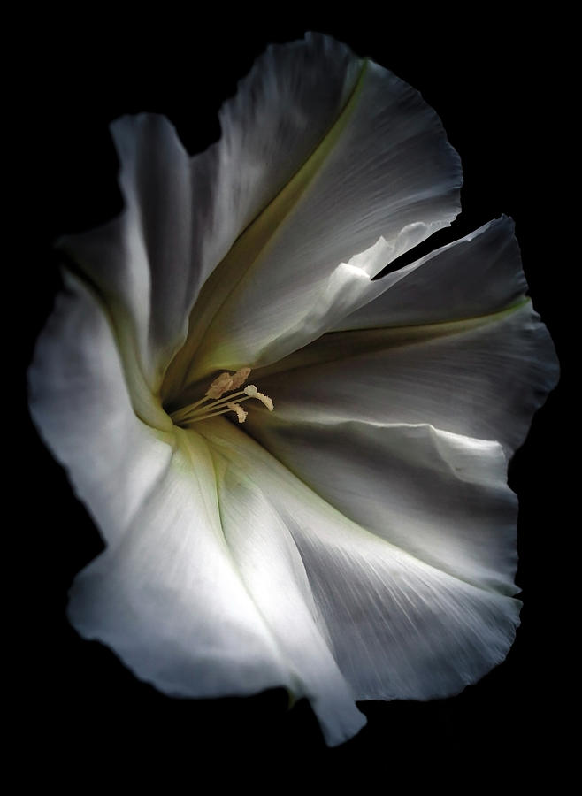 Moonflower Photograph by Stamp City