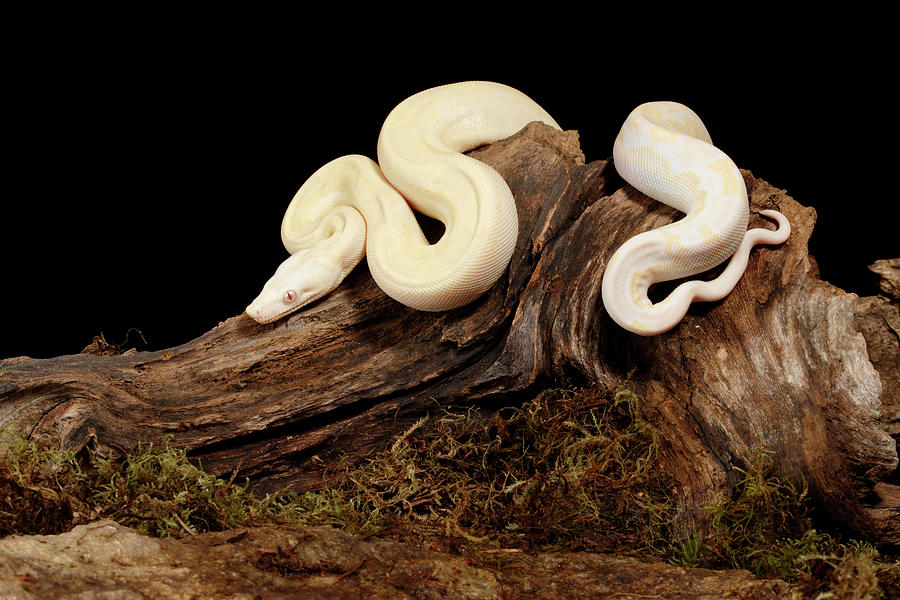 Moonglow Colombian Red-tail Boa Photograph by David Kenny