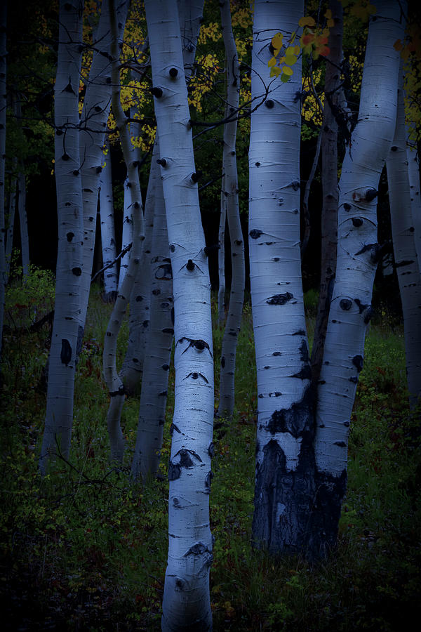 Moonlight Aspens Photograph by The Forests Edge Photography - Diane Sandoval