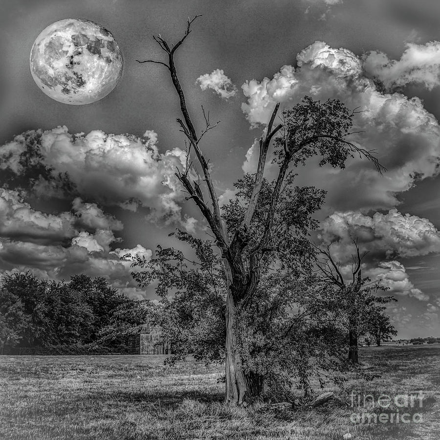 Moonlight Photograph by David Wagenblatt