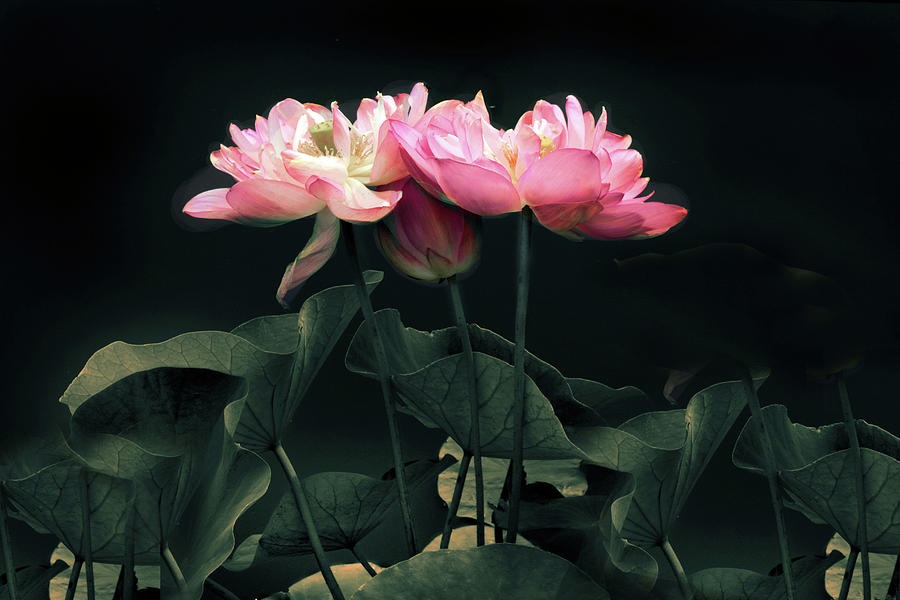 Moonlight Lotus Photograph by Jessica Jenney