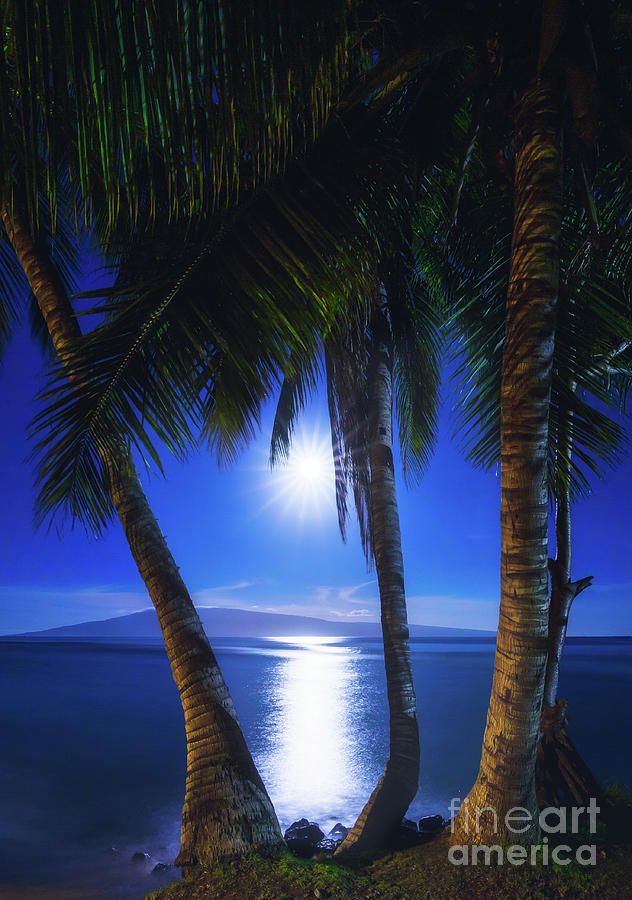 Moonlight Palms Photograph by Tyler Rooke