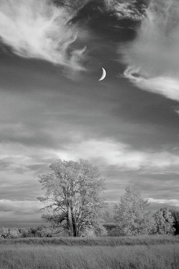 Grand Marais Photograph - Moonrise & Trees, Grand Marais, Mi 11 - Ir by Monte Nagler
