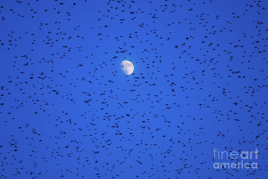 Animal Behaviour Photograph - Moonrise And Starlings by Keith Morris Animal Behaviour Photograph - Moonrise And Starlings by Keith Morris