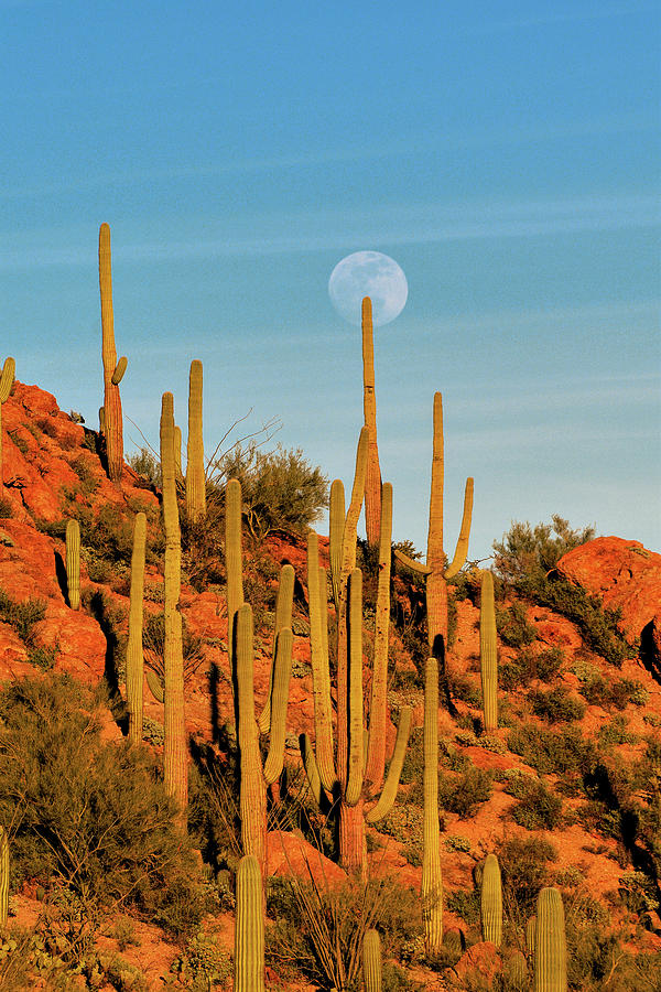 Moonrise in the Saguaros Photograph by Chance Kafka