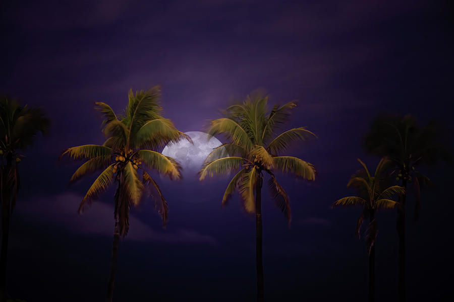 Moonrise Over Coconut Palms Photograph by Mark Andrew Thomas