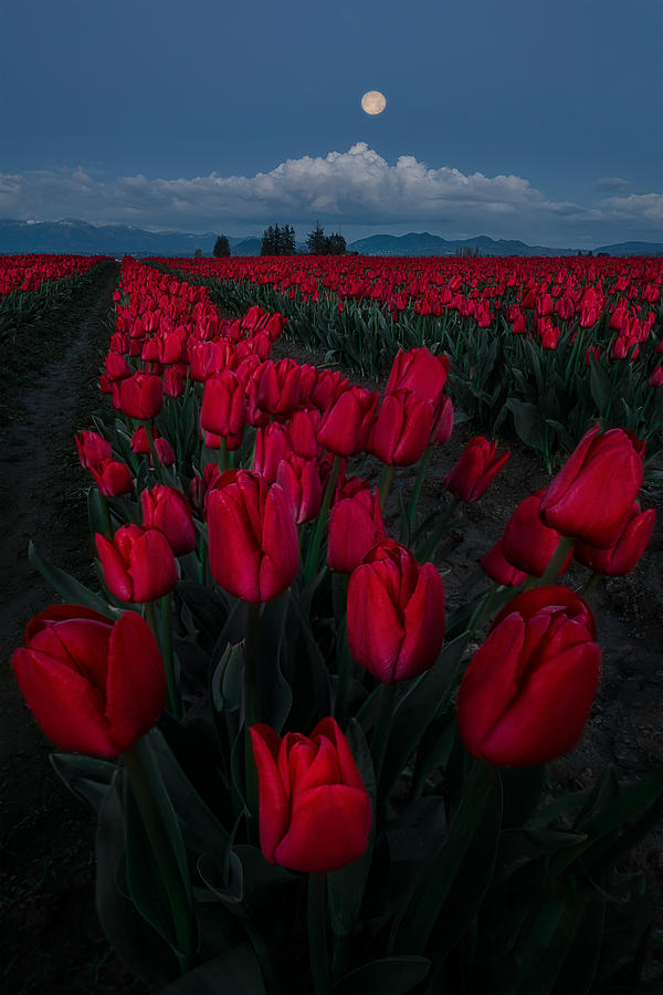 Flower Photograph - Moonrise Over Tulips Field by Lydia Jacobs
