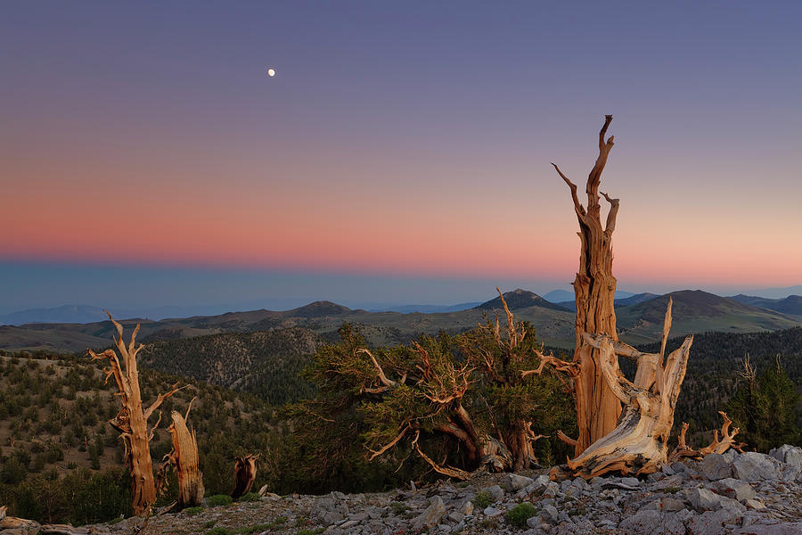 Moonrise Over Twilight Wedge And Photograph by Don Smith