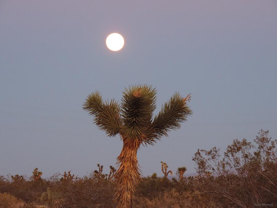 Moonrise with Joshua Tree and creosote Photograph by Enaid Silverwolf