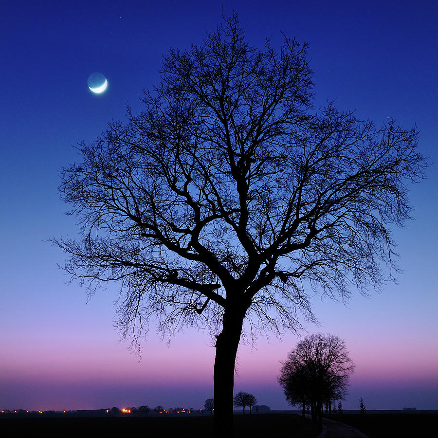 Moonrise With Oak Trees Photograph by Pierre Hanquin Photographie