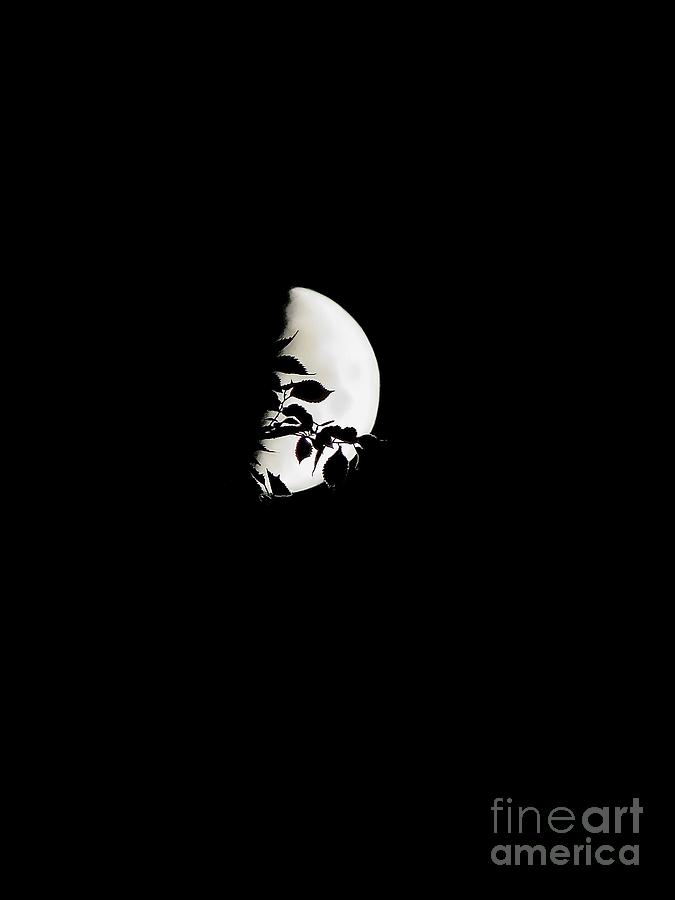Moonscape Photograph by Diana Rajala