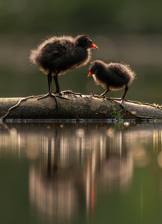Wildlife Photograph - Moorhen Big Brother Looking After The Younger Sibling by Petrica Bratila