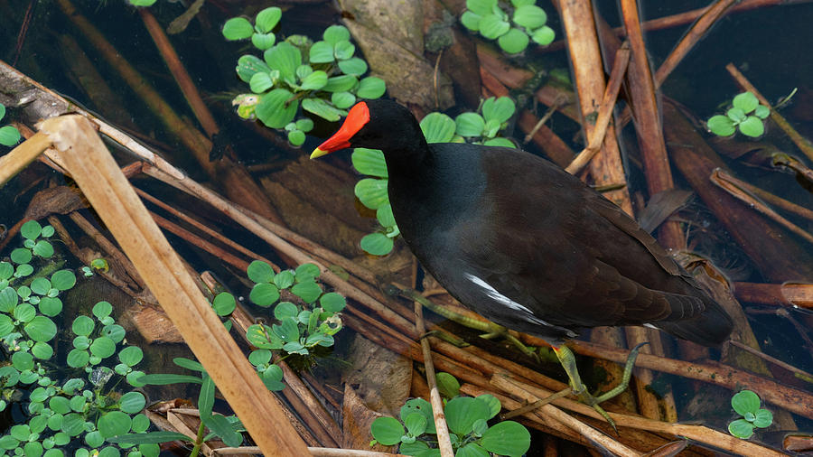 Bird Photograph - Moorhen Reeds Green Cay Wetlands Florida by Lawrence S Richardson Jr