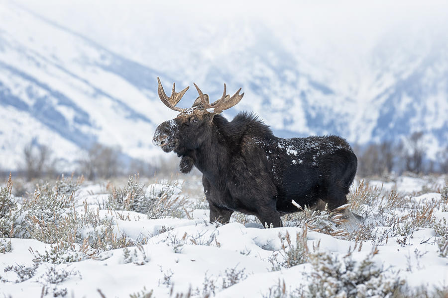 Moose 2 Photograph by Max Wang
