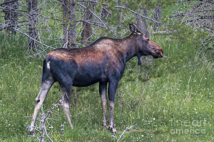 Moose Photograph by Lynn Sprowl