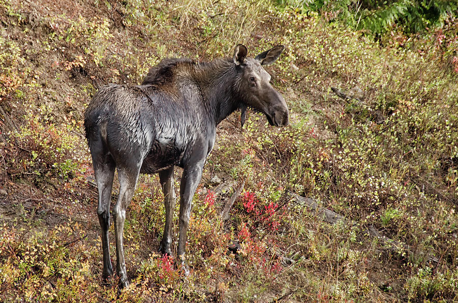 Moose a drippin Photograph by Debra Baldwin