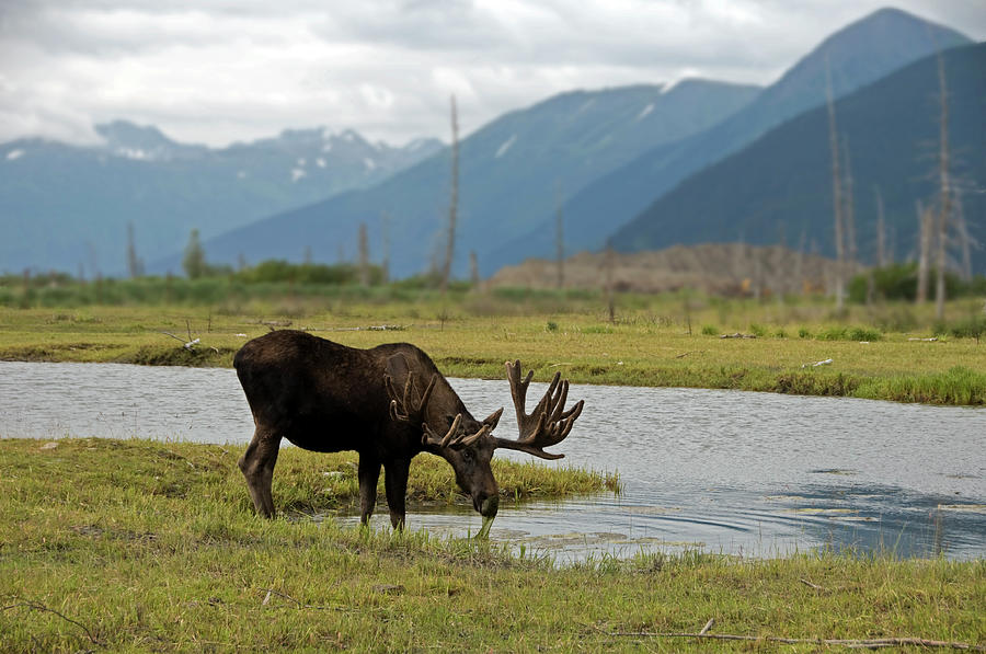 Moose Alces Alces Drinking At Ponds Photograph by Mark Newman