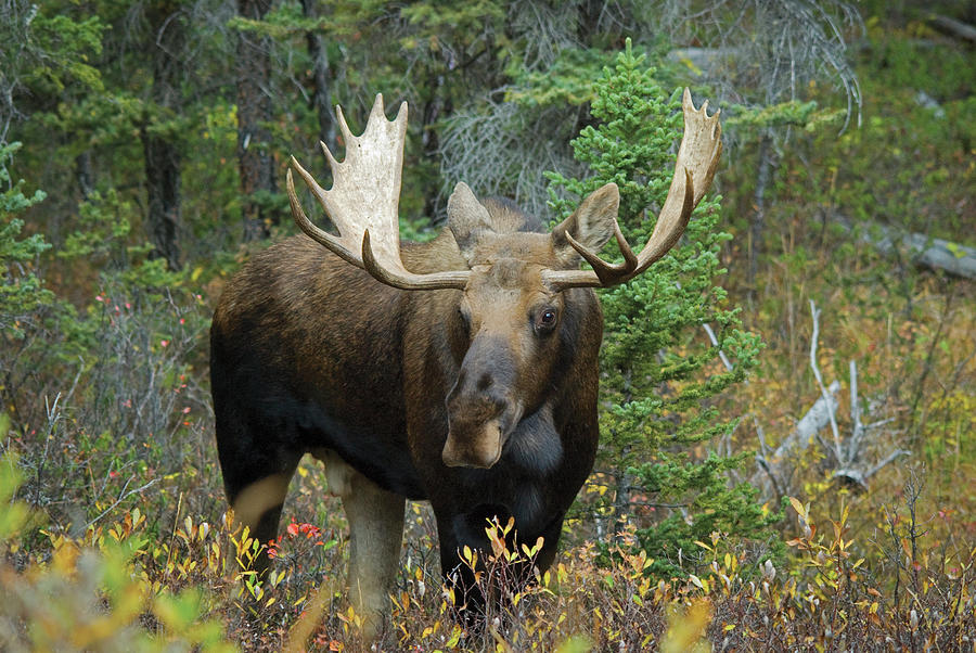 Moose Alces Alces In The Forest Photograph by Philippe Widling / Design Pics