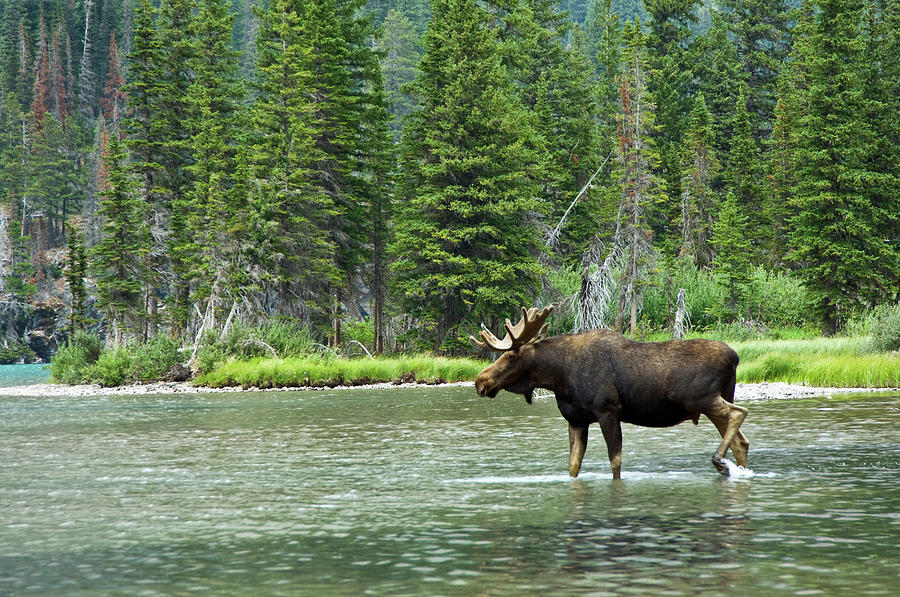 Moose Alces Alces, Montana, Usa Photograph by Mike Hill
