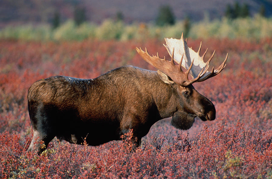 Moose Alces Alces by Scott Mckinley