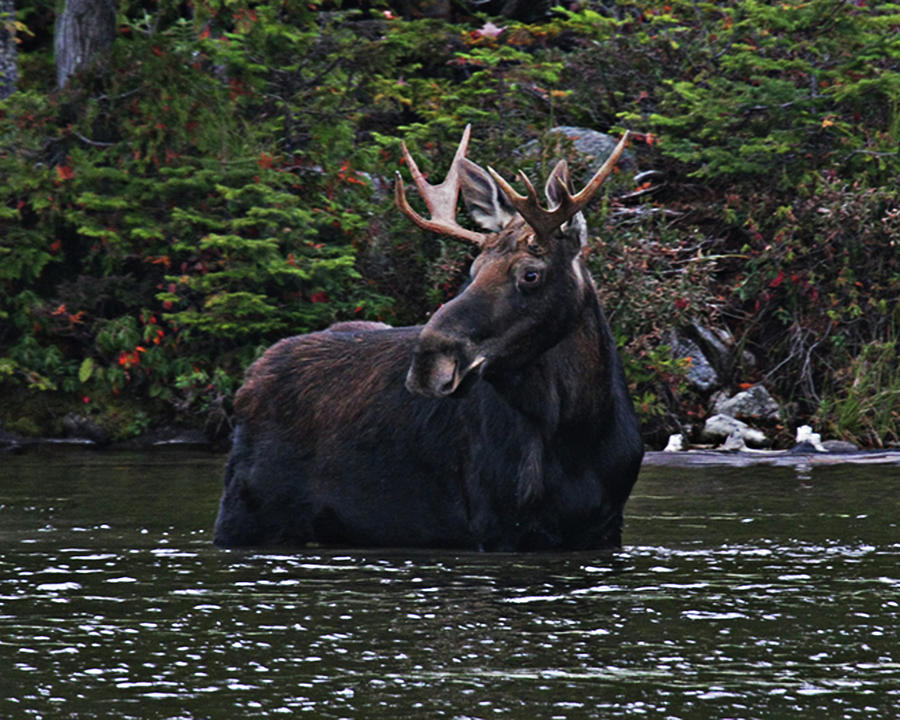 Moose Alces Alces Standing In Water Photograph by Mikkispix