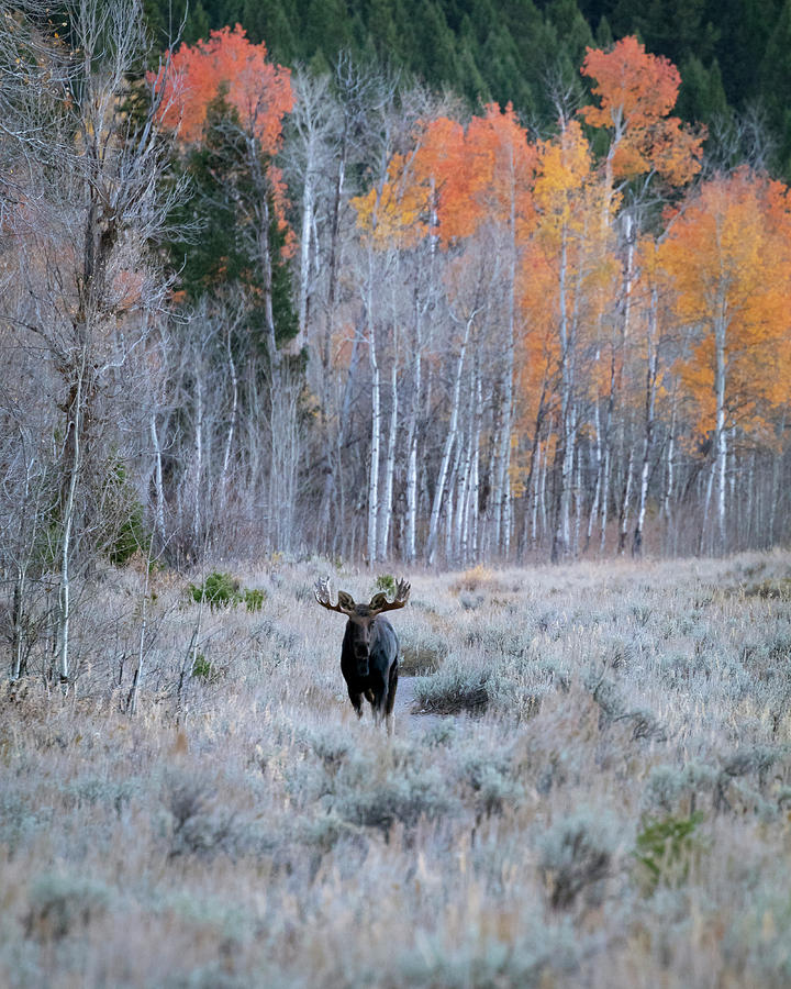 Grand Teton National Park Photograph - Moose and Aspen by Catherine Avilez