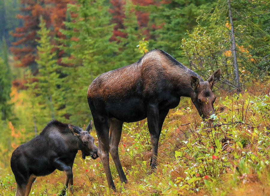 Moose And Calf In Autumn by Dan Sproul Moose And Calf In Autumn by Dan Sproul
