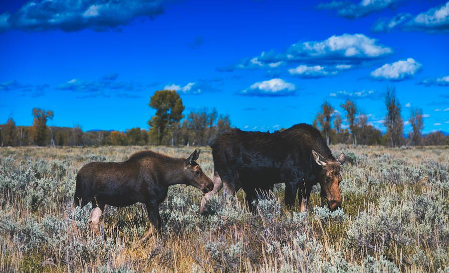 Moose And Calf Photograph by Mountain Dreams
