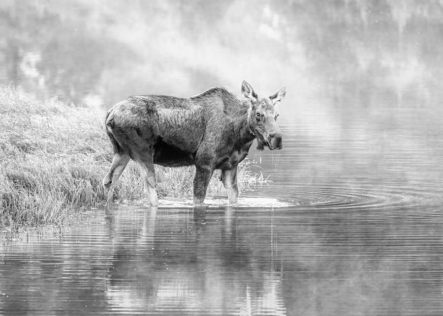 Moose And Morning Mist Photograph by Siyu And Wei Photography