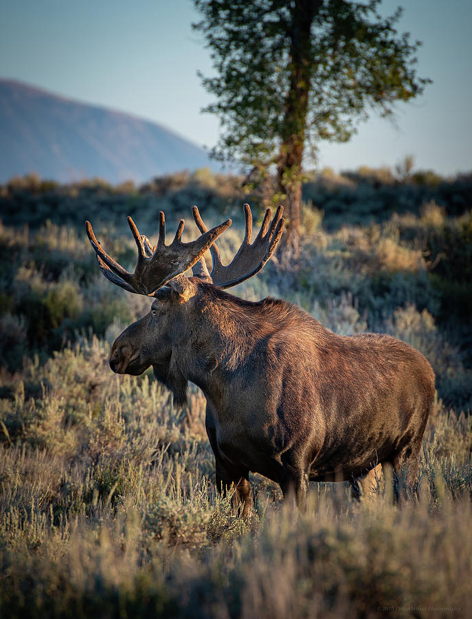 Yellowstone National Park Photograph - Moose at Sunrise by Phil Abrams