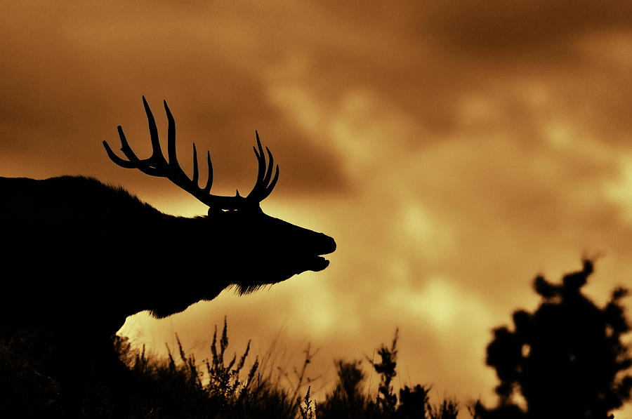 Moose At Sunrise Photograph by Photo By James Keith