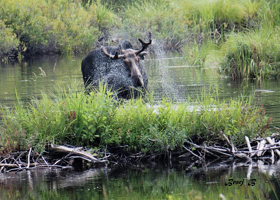 Moose, Bathing Photograph by Bearj B Photo Art