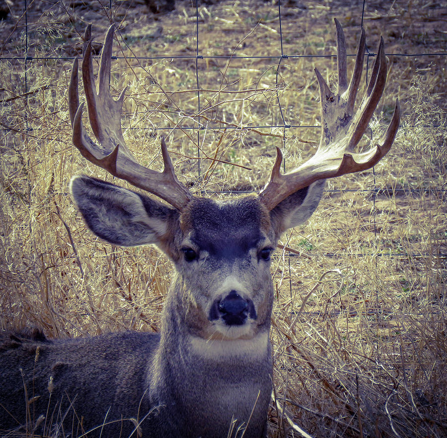 Moose Buck Photograph