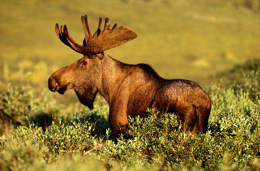 Moose Bull Alces Alces In Field, Denali Photograph by Art Wolfe
