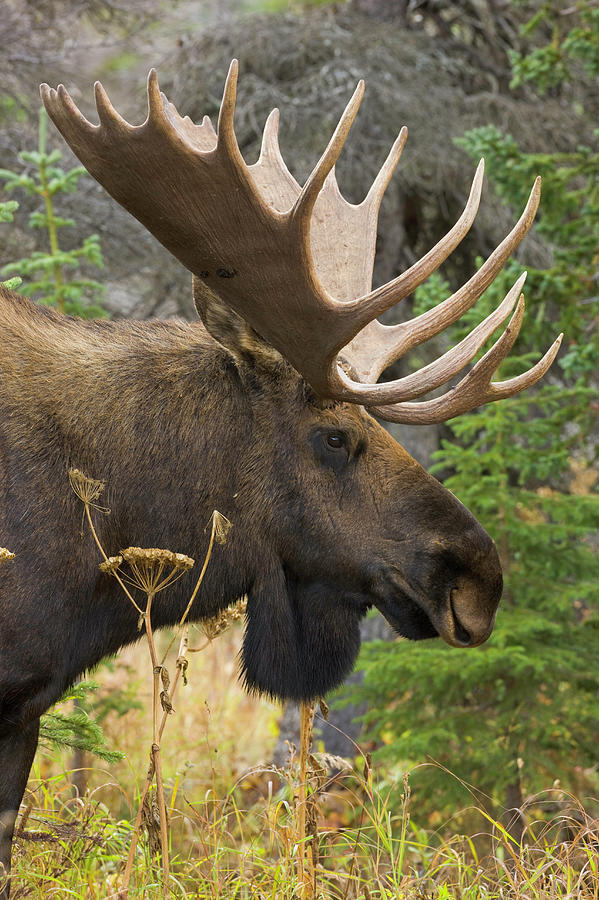 Moose Bull, Chugach State Park, Alaska Photograph by Eastcott Momatiuk