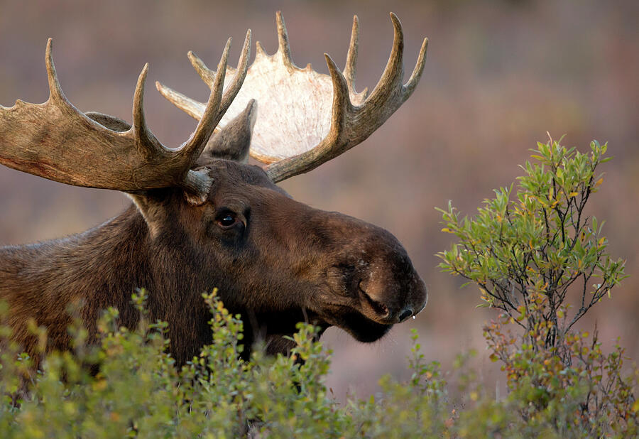 Moose Bull Head Shot Portrait, Denali National Park, Usa Photograph by Danny Green / Naturepl.com Moose Bull Head Shot Portrait, Denali National Park, Usa Photograph by Danny Green / Naturepl.com