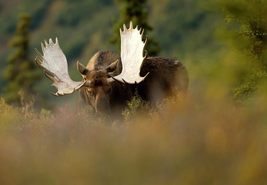 Moose Bull In Forest Clearing, Denali National Park, Usa Photograph by Danny Green / Naturepl.com Moose Bull In Forest Clearing, Denali National Park, Usa Photograph by Danny Green / Naturepl.com