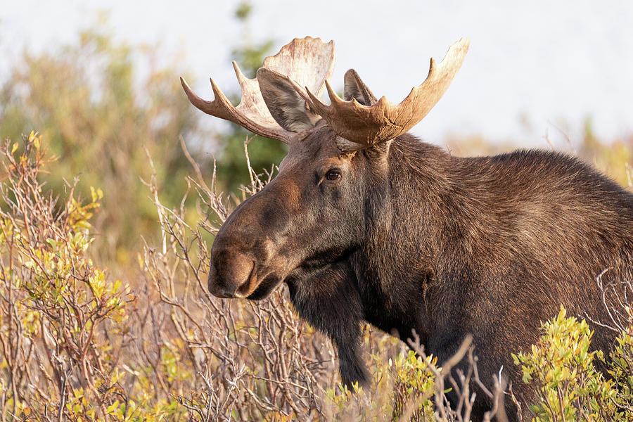 Moose Bull in the Foliage Photograph by Tony Hake