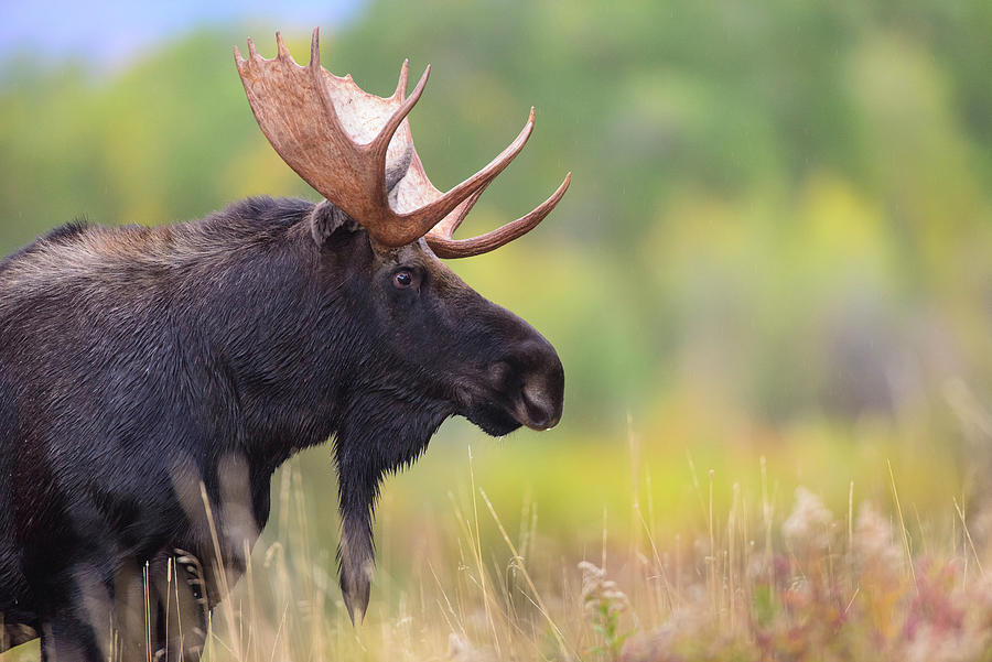 Moose Bull, Portrait. Grand Teton National Park, Wyoming, Usa ...