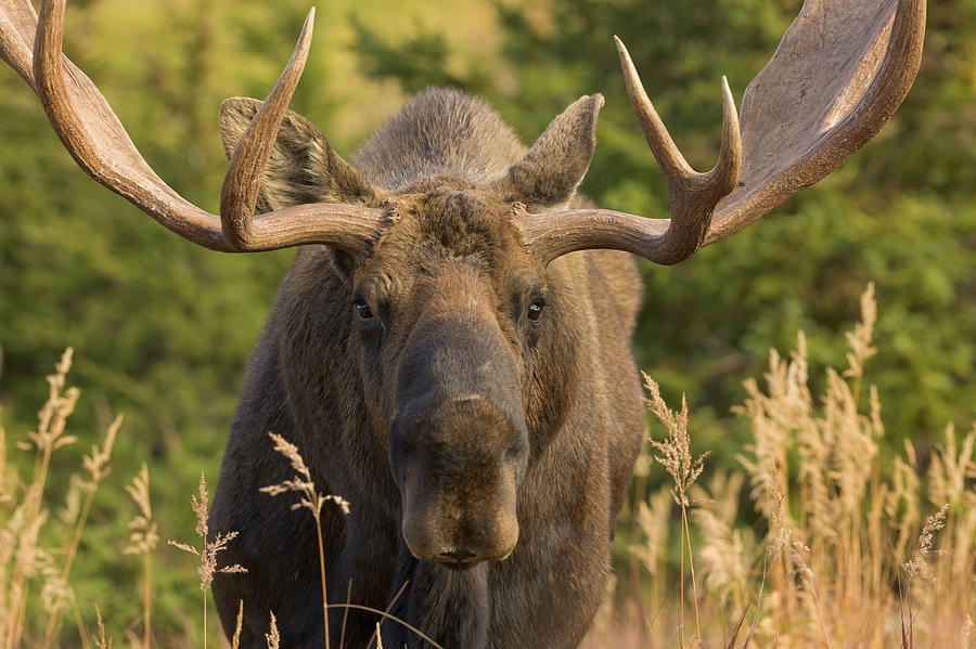 Moose Bull With Antlers,chugach State Photograph by Eastcott Momatiuk