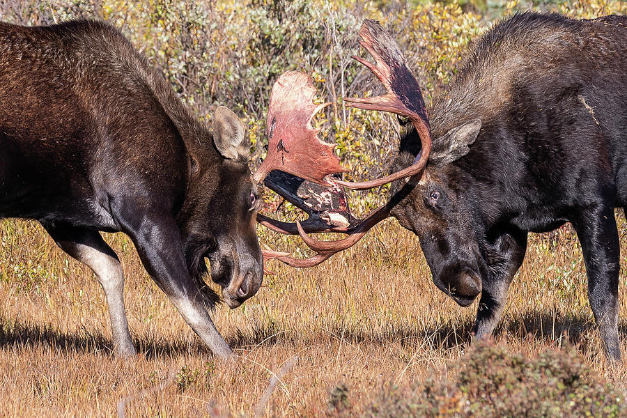 Moose Bulls Spar Close Up Photograph by Tony Hake