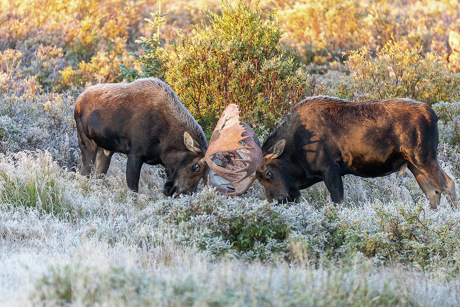Moose Bulls Square Off on a Frosty Morning Photograph by Tony Hake
