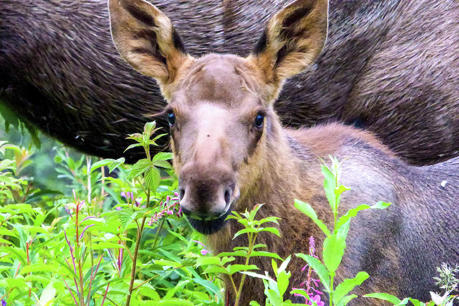 Moose Calf Photograph by Dianne Milliard