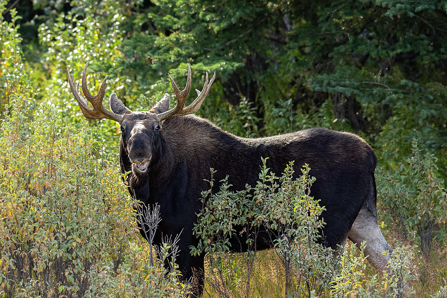 Moose Chew Photograph by Mark Harrington