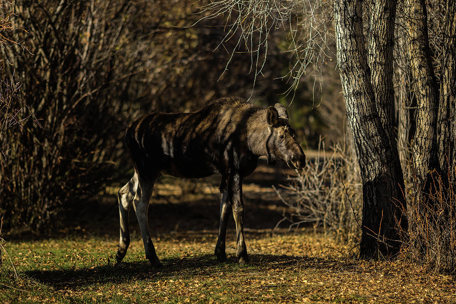 Moose conection  Photograph by Julieta Belmont