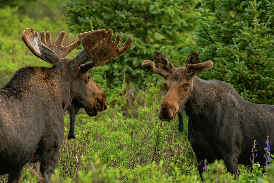 Moose Conversations Photograph by Gary Kochel