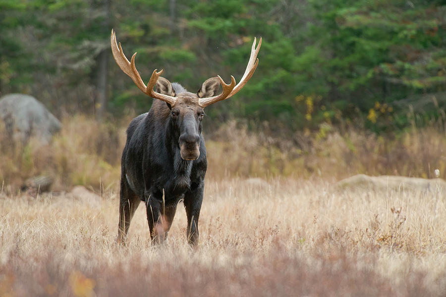 Moose Photograph - Moose by Copyright Michael Cummings