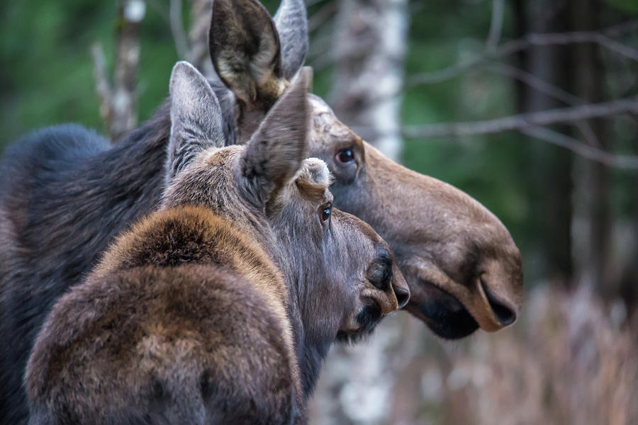 Moose Couple Photograph by White Mountain Images