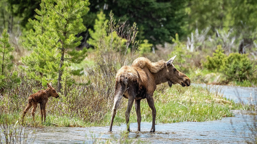 Moose Cow and Her Newborn Calf Photograph by Brenda Jacobs