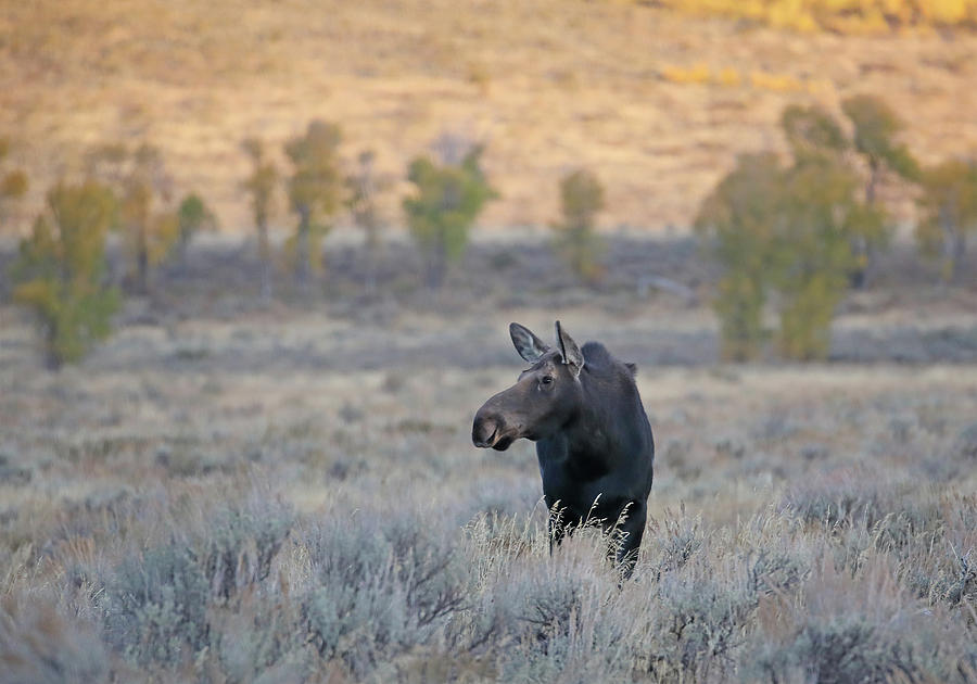 Moose Cow in Gros Ventre by Jean Clark Moose Cow in Gros Ventre by Jean Clark